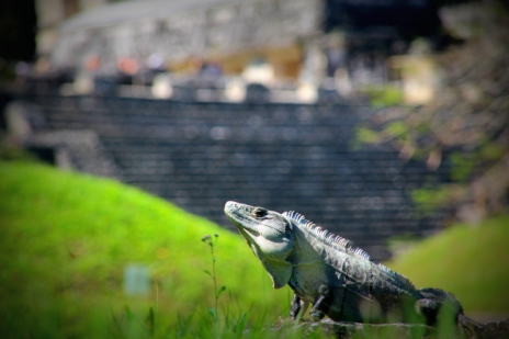 piramit manzaralı iguana : )