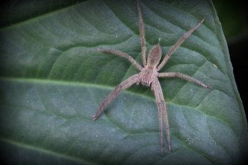 Amazon'da bir örümcek