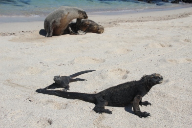deniz iguanaları ve deniz ayıları