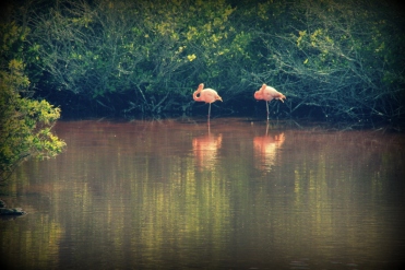 flamingolar