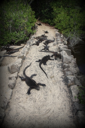 yollarda geçiş üstünlüğü deniz iguanalarının