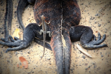 deniz iguanasına binmiş lav kertenkelesi